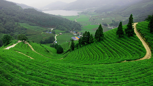 làng trà long tỉnh hàng châu rộng mênh mông bát ngát