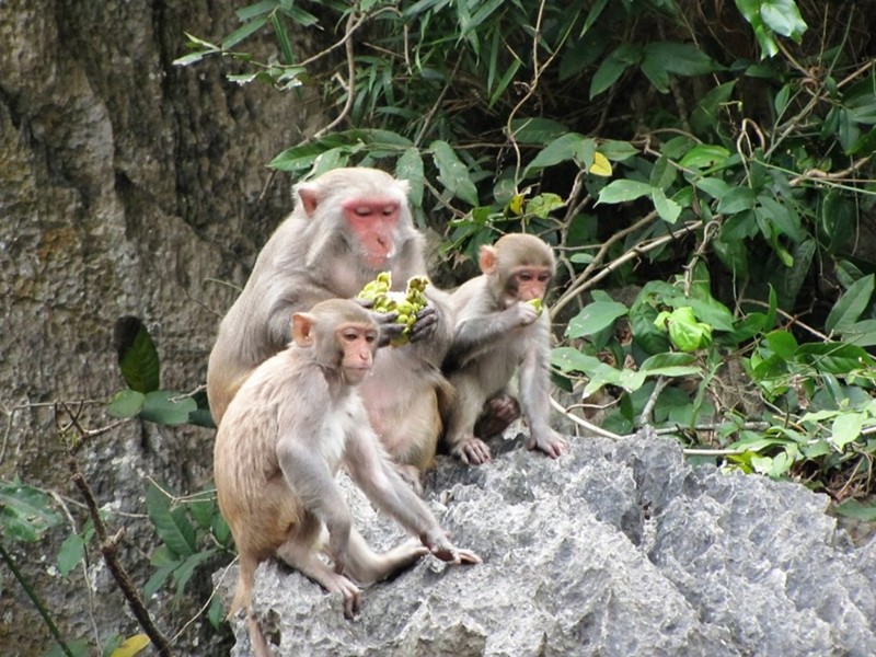 Đảo Khỉ có nhiều những chú khỉ vui nhộn