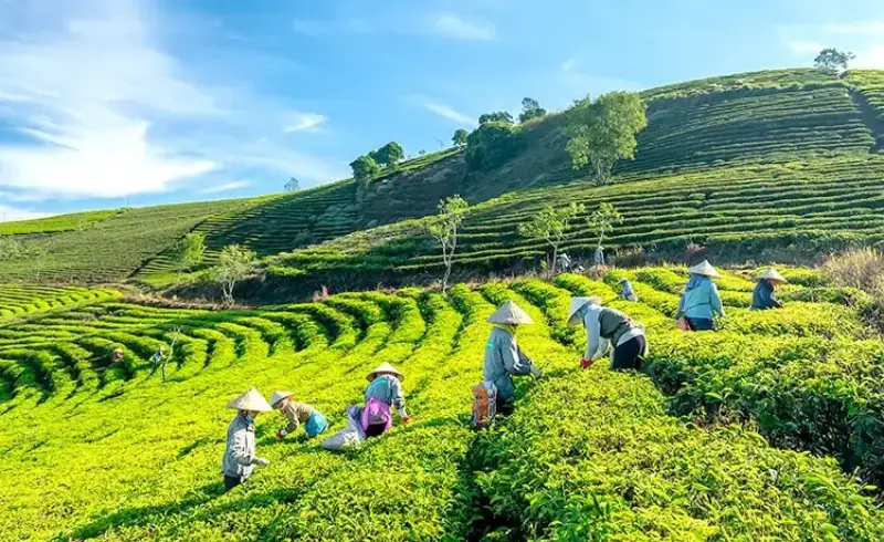 Đồi chè cầu đất rộng mênh mông