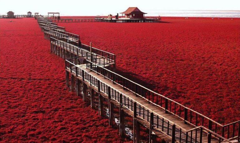 Bãi biển đỏ Panjin đẹp tuyệt vời