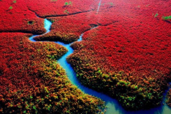 Biển Đỏ rực rỡ ở Trung Quốc là một khu rừng bảo tồn quan trọng