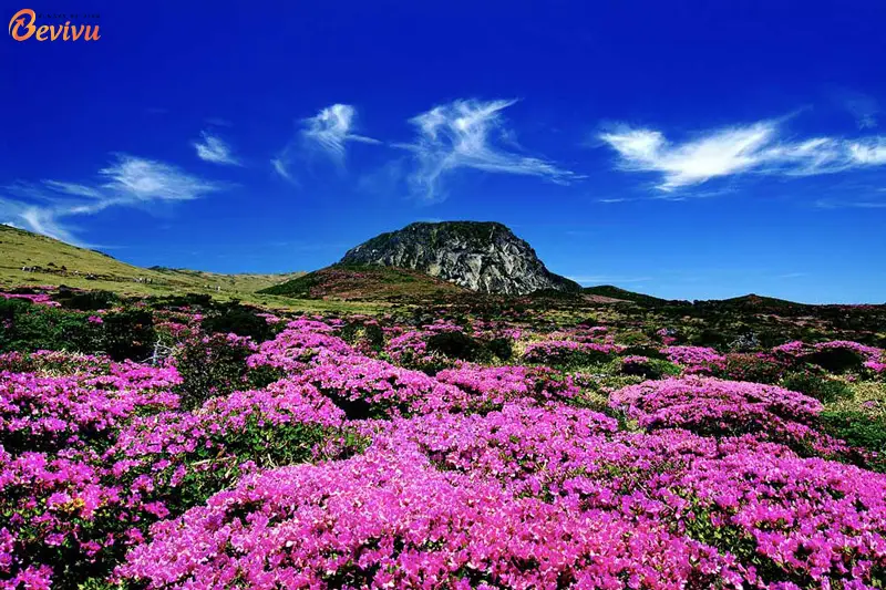 Khung cảnh đẹp như tranh vẽ tại Hallasan National Park Du lịch Hàn Quốc tại Hallasan National Park