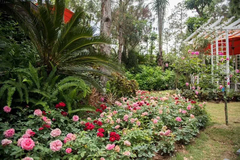 Đảo hoa hồng đảo hoa hồng flamingo lãng mạn