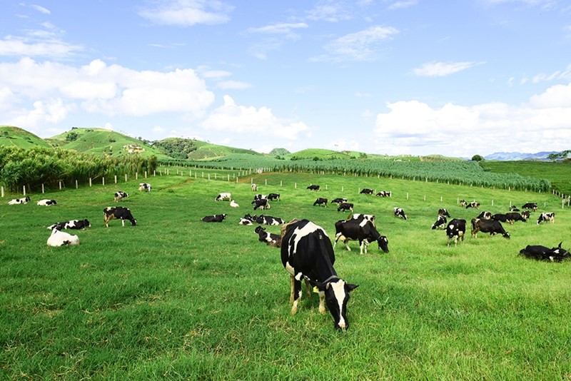 Đồng cỏ Trang trại bò sữa rộng mênh mang