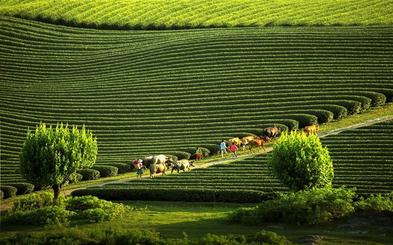 Mộc Châu nổi tiếng vì phong cảnh đẹp