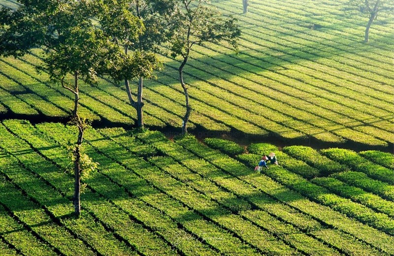 biển hồ chè xanh ngát