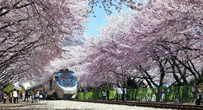 Lễ hội Hoa anh đào Jinhae Lễ hội Hoa anh đào Jinhae rực rỡ