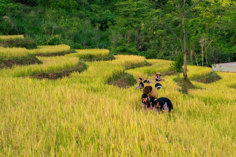 Mai Châu mùa gặt