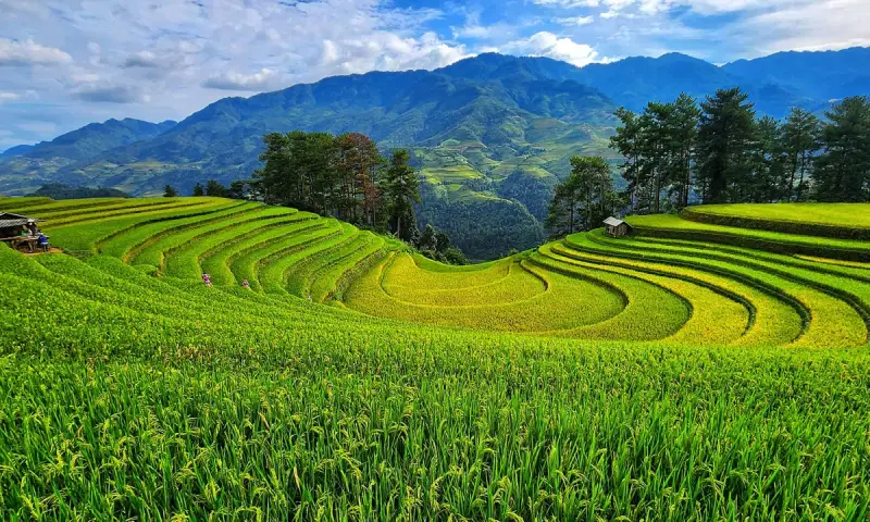 Tour Mù Cang Chải mùa lúa chín 2 Ngày 1 Đêm 