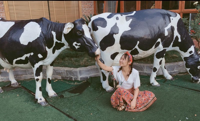 Nông trại bò ở Mộc Châu có nhiều hoạt động thú vị