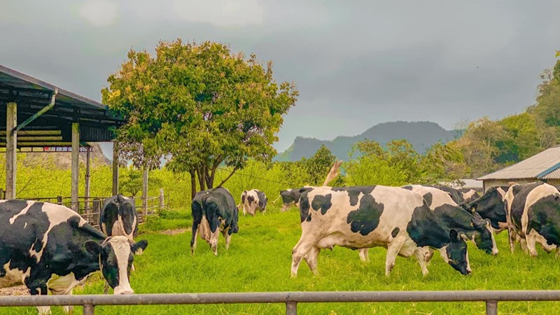 Trang Trại Bò Sữa có nhiều bò sữa