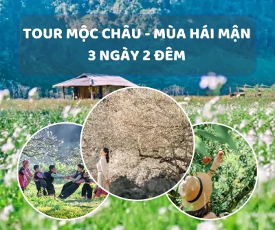 TOUR MỘC CHÂU - MÙA HÁI MẬN 3 NGÀY 2 ĐÊM