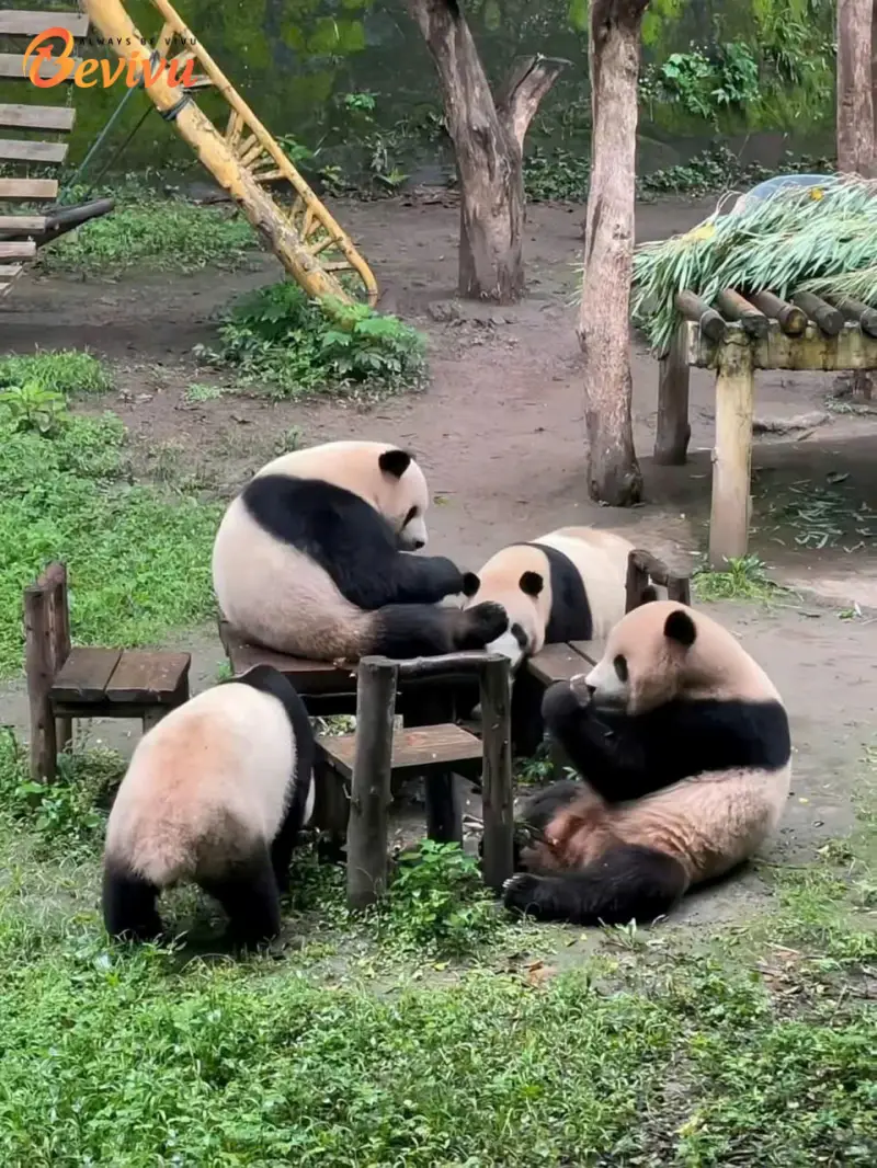 Sở thú Trùng Khánh với các loài nhiều động vật hoang dã du lịch trùng khánh thăm sở thú