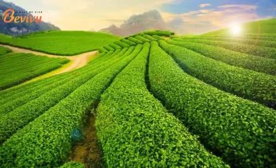 tour mộc châu mùa hái mận 2 ngày 1 đêm