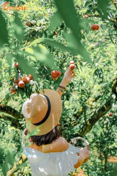 du lịch mộc châu