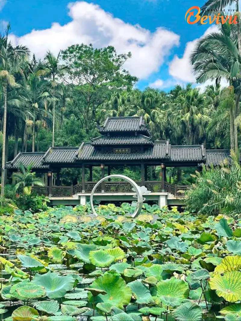 Hồ sen yên ả – điểm dừng chân thanh bình hồ sen tại Thanh Tú Sơn