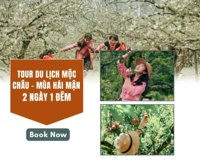 TOUR DU LỊCH MỘC CHÂU - MÙA HÁI MẬN 2 NGÀY 1 ĐÊM